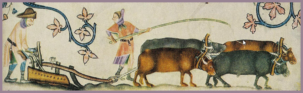 S T R A V A G A N Z A: CATTLE IN THE MIDDLE AGES